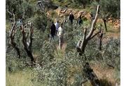 نابودی هزاران درخت زیتون در کرانه باختری با هدف آواره‌کردن فلسطینیان