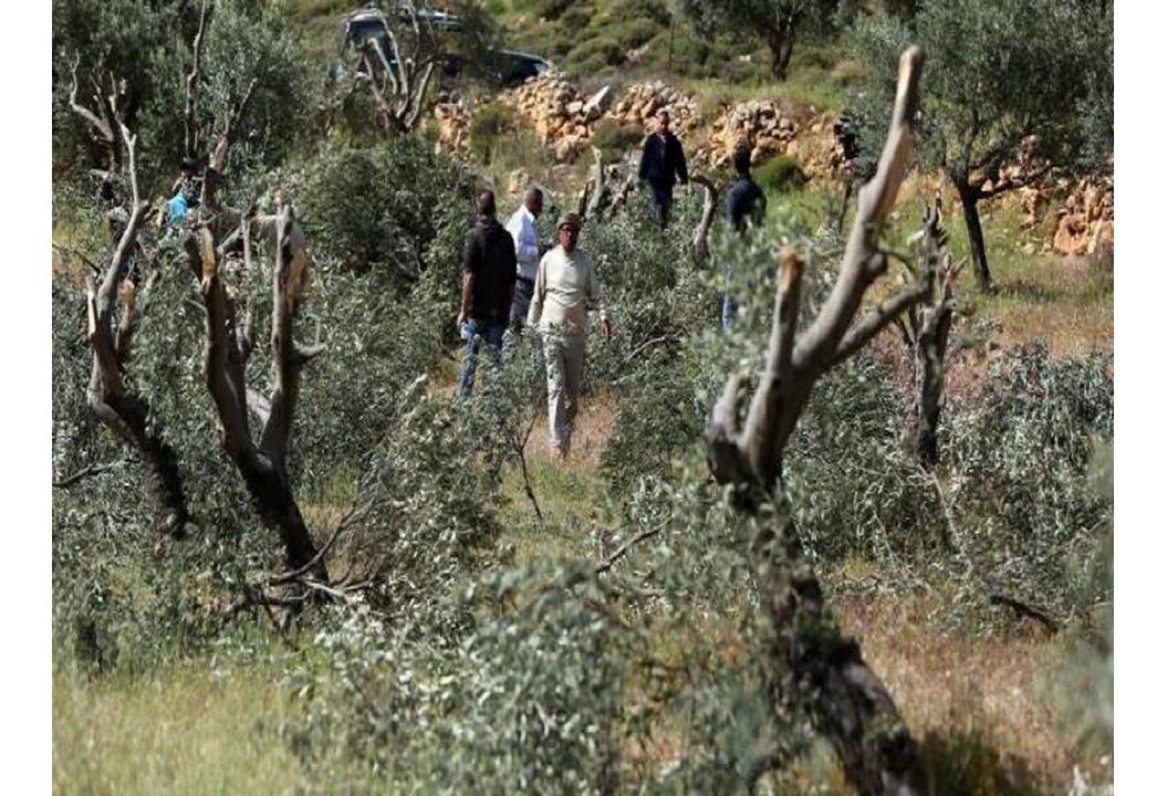 نابودی هزاران درخت زیتون در کرانه باختری با هدف آواره‌کردن فلسطینیان