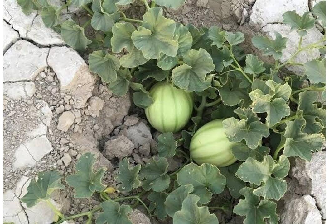 رشد ۲۰ درصدی سطح زیرکشت «پشمک» در شهرستان «زهک»