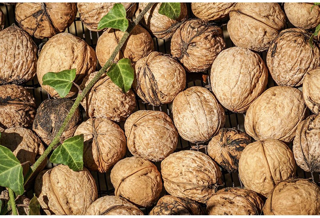 هشت هزار تن گردو در استان مرکزی تولید شد