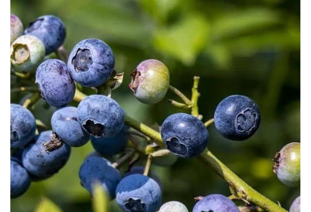 «بلوبری»، فرصت طلایی درآمدزایی و صادرات در کهگیلویه و بویراحمد