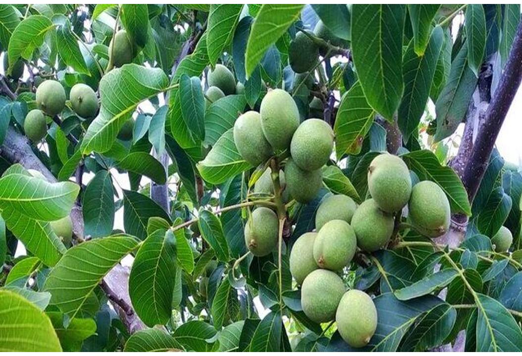 جهاد کشاورزی انگوت در هزینه اصلاح باغات گردو مشارکت می‌کند