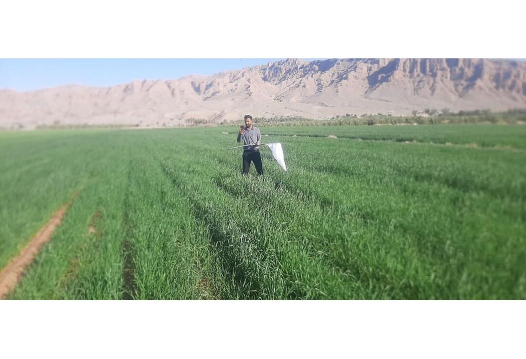 سن‌زدگی گندم در آذربایجان شرقی ۵۶ درصد کاهش یافت