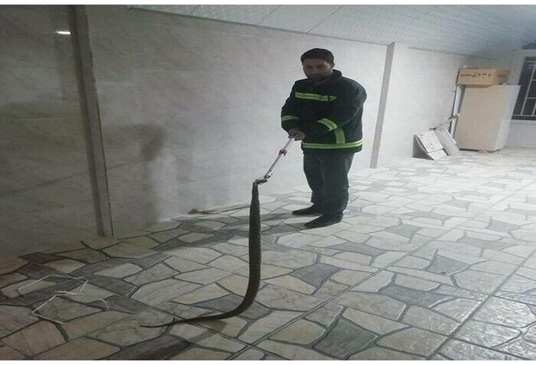 زنده‌گیری ۲۹۴ حلقه مار در کاشان