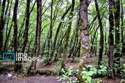 In photos: Gisum Forest, northern Iran